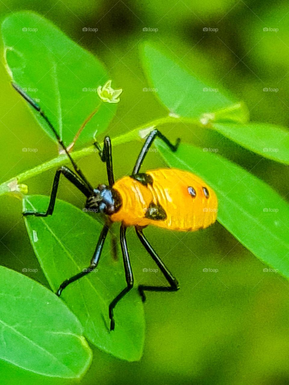 Insect: Phytophagous bed bug, one that feeds on plants