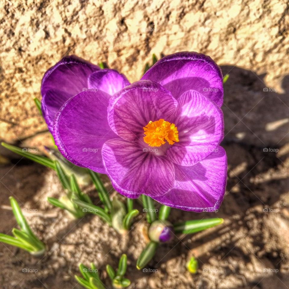 Spring Crocus Open to the Sun