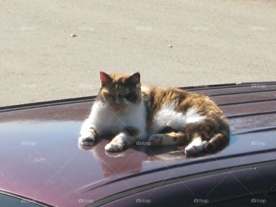 cat on the roof of a car