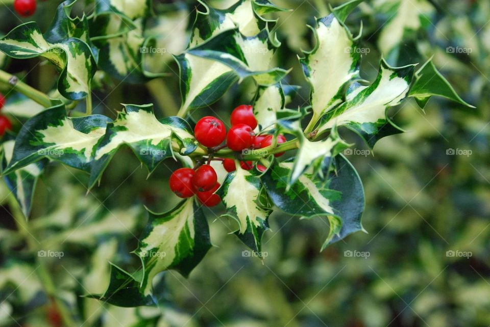 Variegated holly with red berries