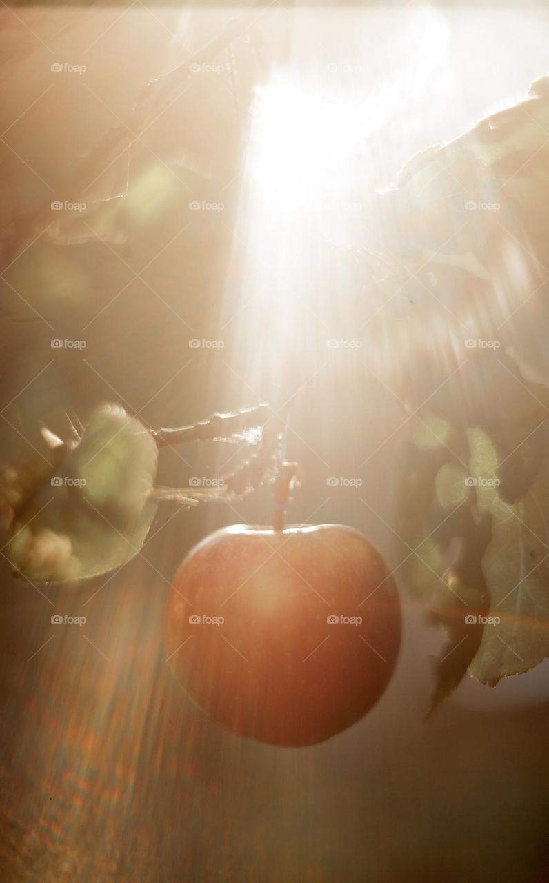 Apple on a tree brunch in sunshine