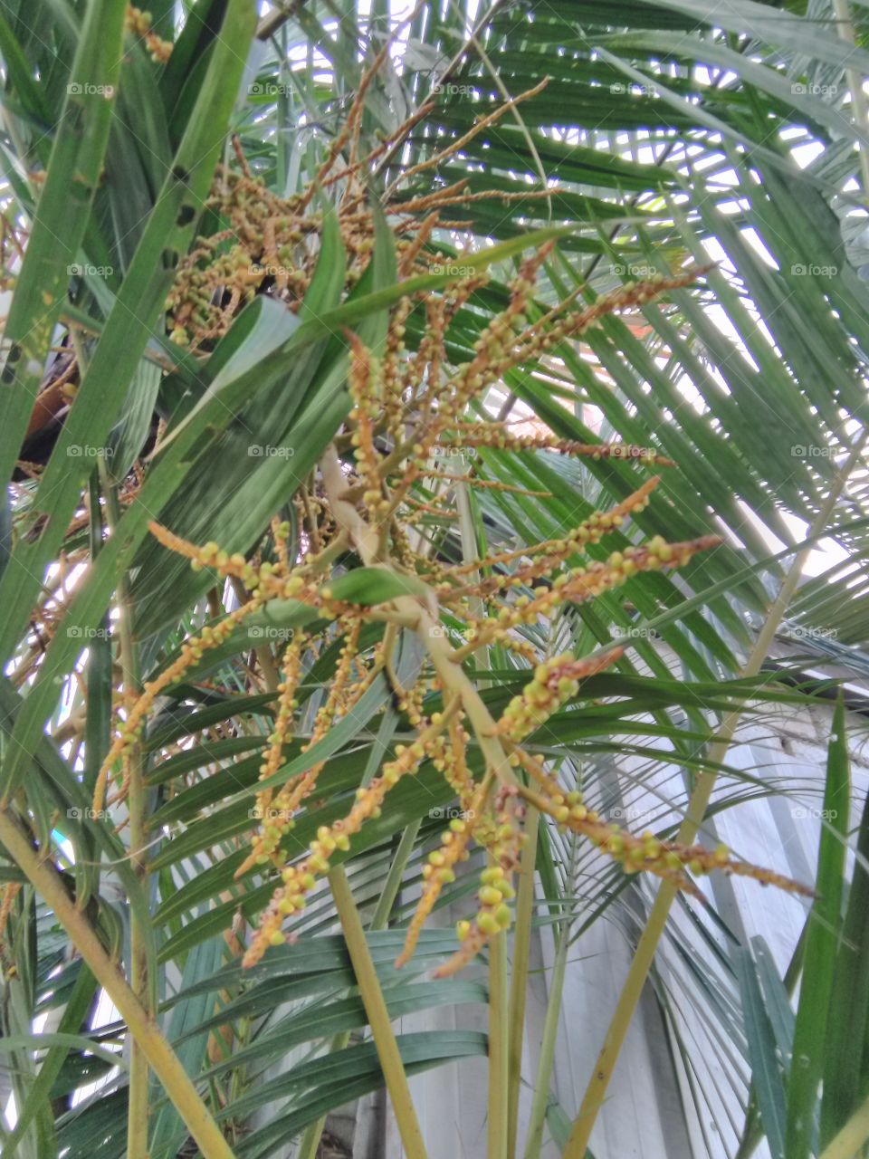 Arecanut tree