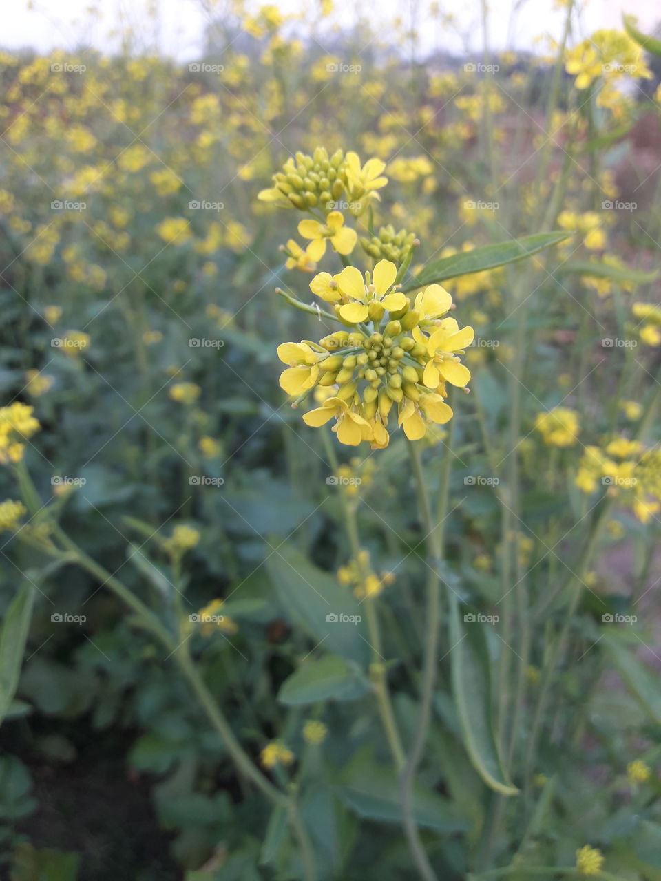 Beautiful Mustard Flower