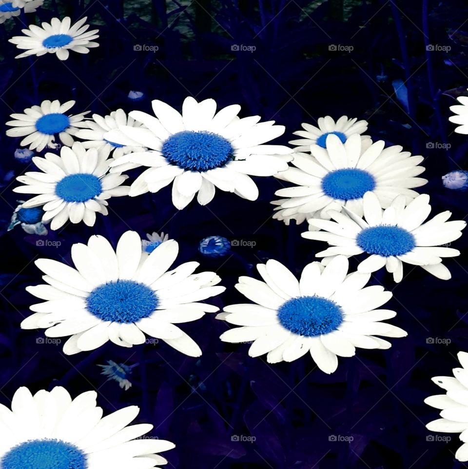 blue daisies