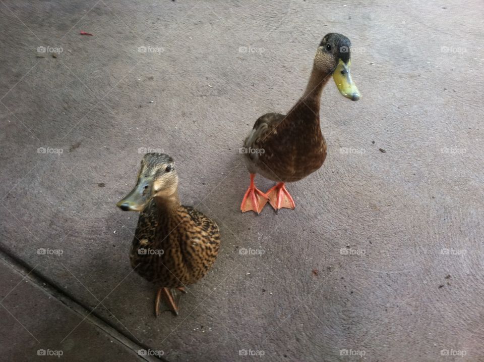 Ducks asking. Little ducks asking for a treat