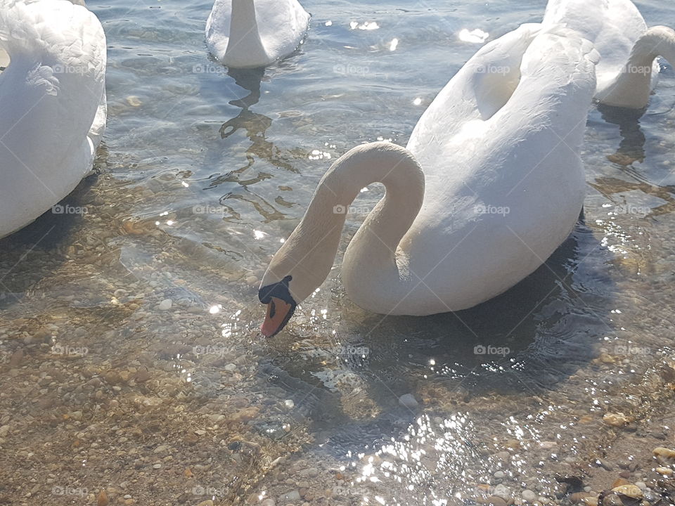 swan