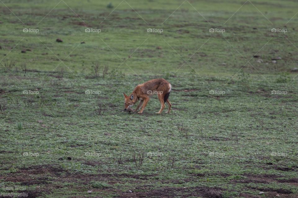 Ethiopian wolf 36