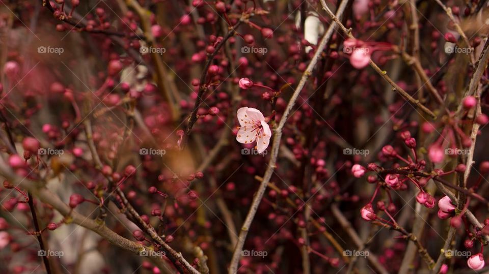 Sakura the beginning