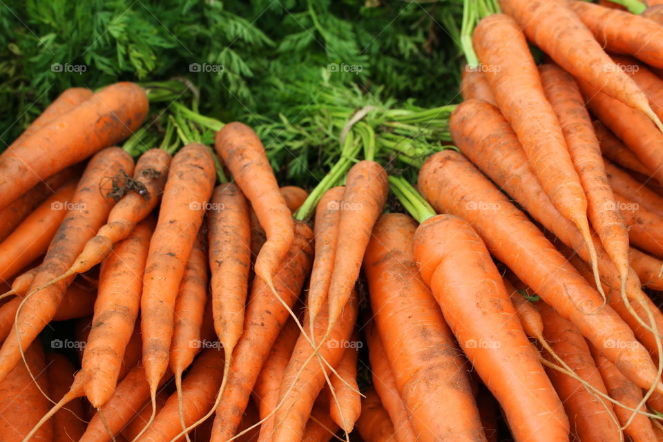 Orange carrots