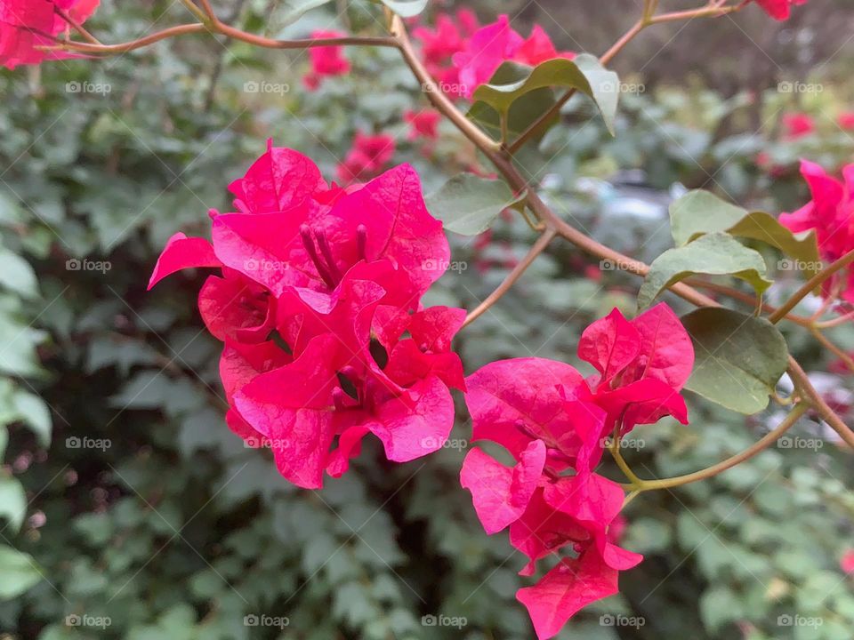 Magenta bougainvillea flowers.