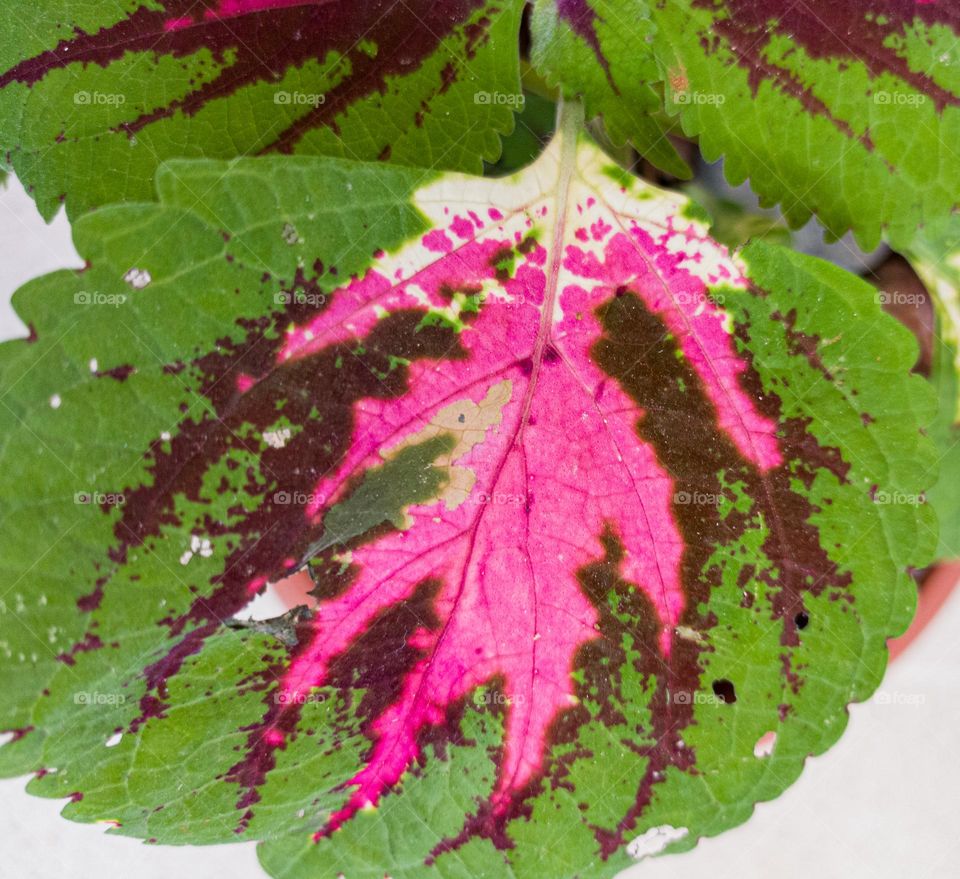 coleus blumei pink colour plant