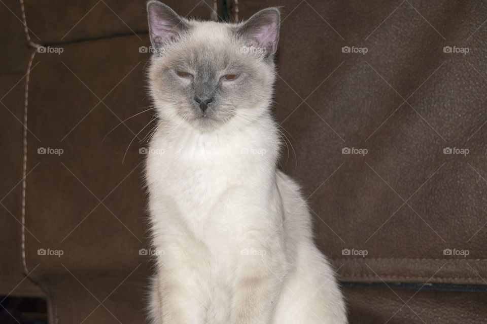Cat posing for this portrait