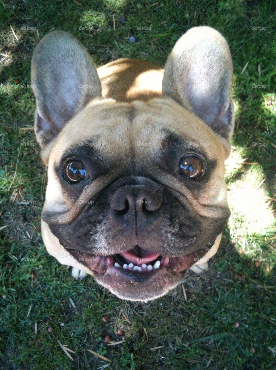 Puppy Love. A cute french bulldog stares up from the ground directly into the camera.