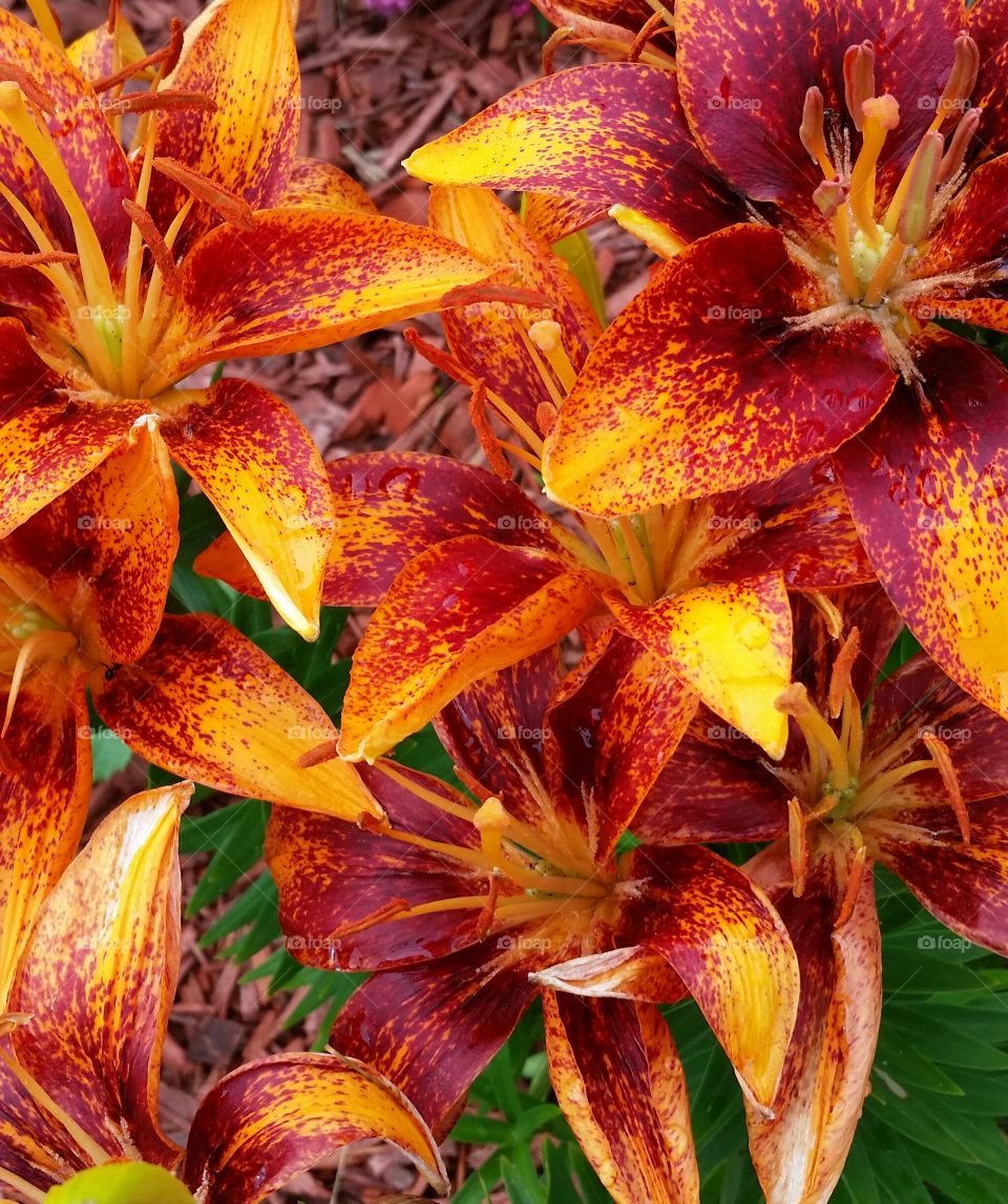 lilies