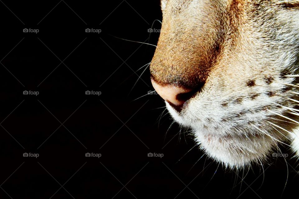 Cat’s nose very close up 