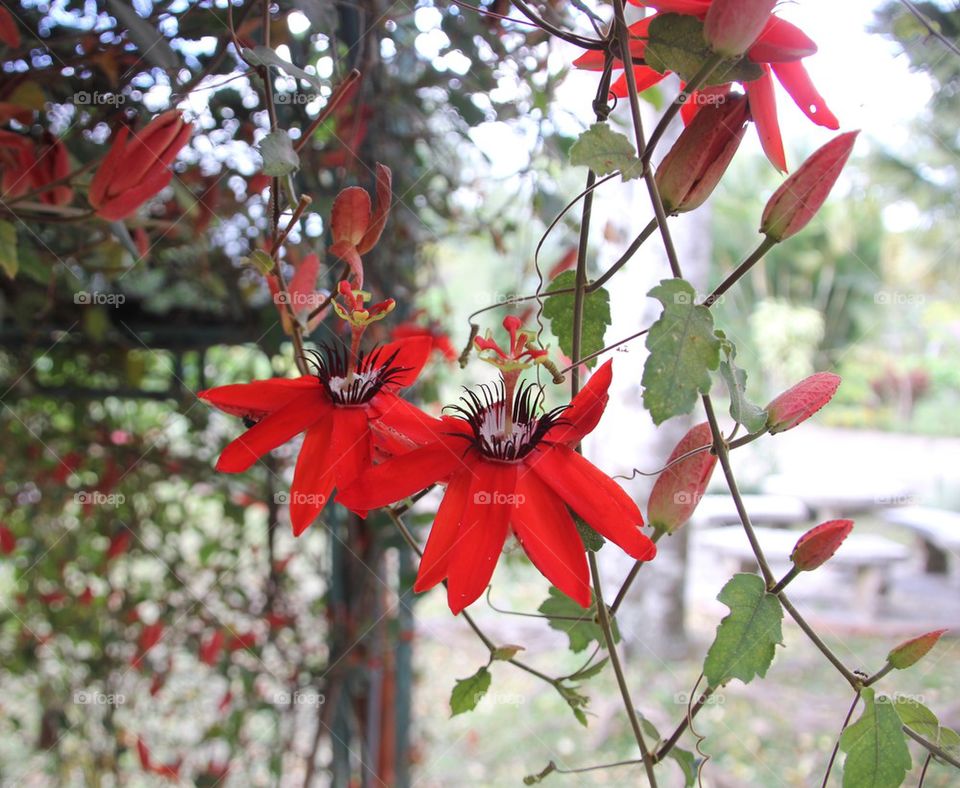 Red flower