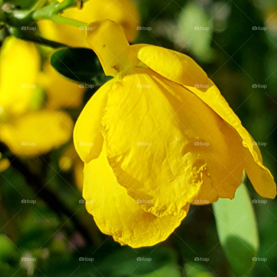 yellow cassia