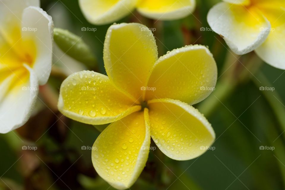 Yellow Frangipani 