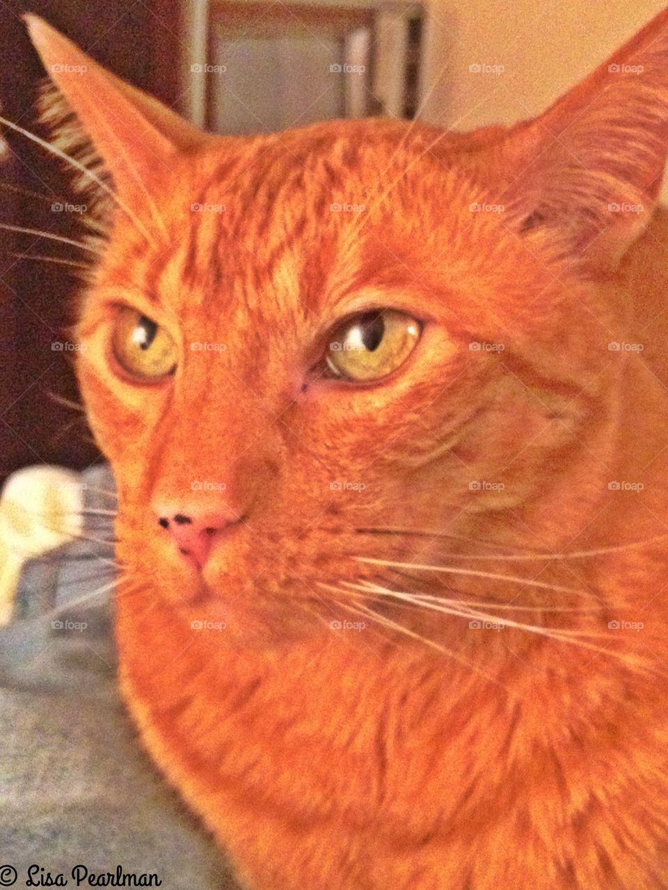 I Am Siamese, If You Please