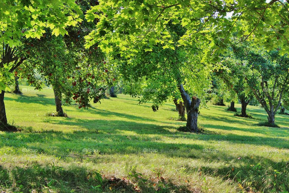 Apple orchard 