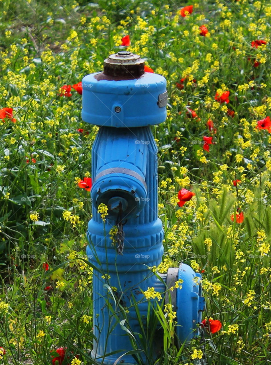 Blue water hydrant in the meadow surrounded by colorful flowers