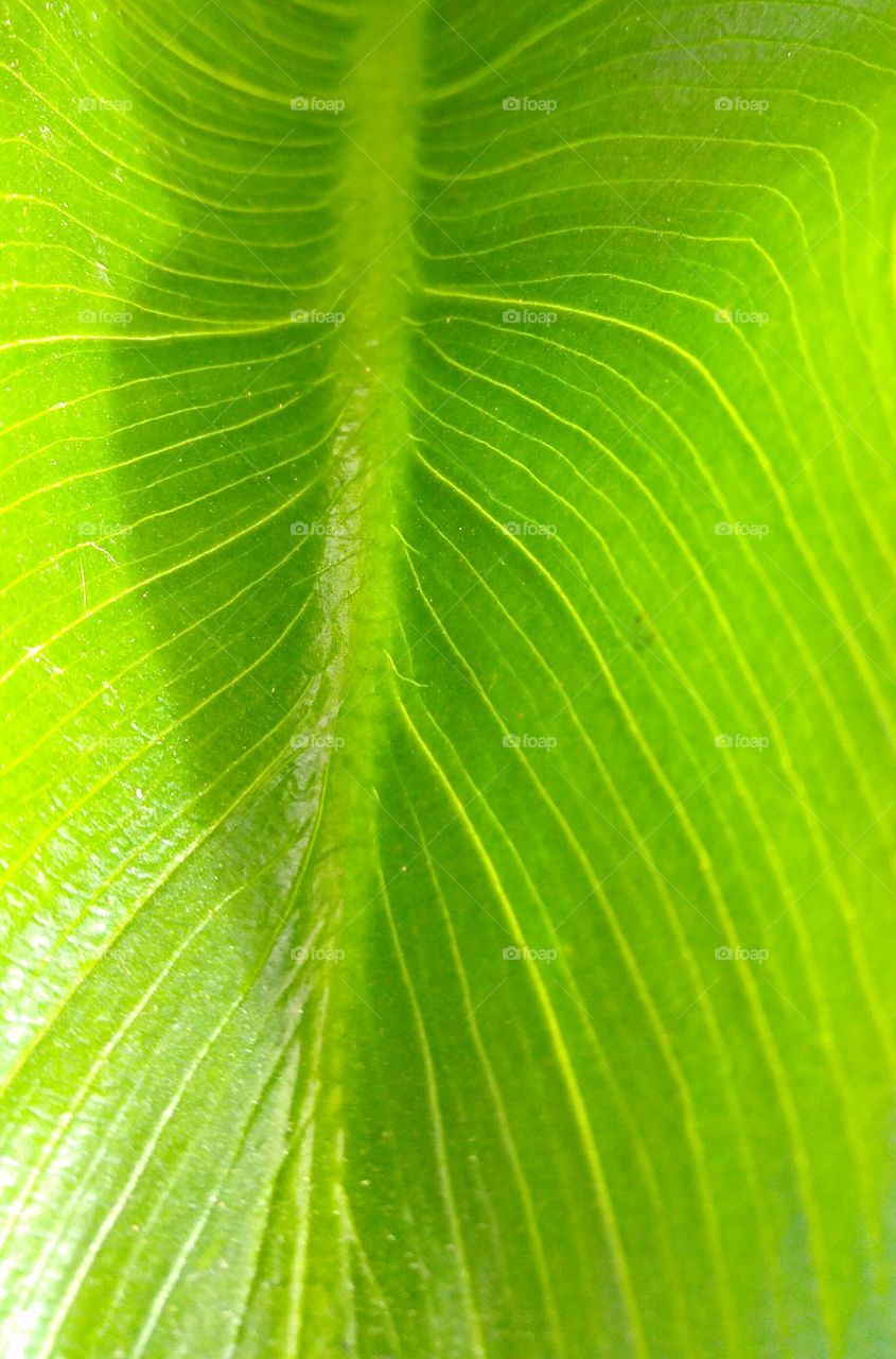 lifeline's of nature