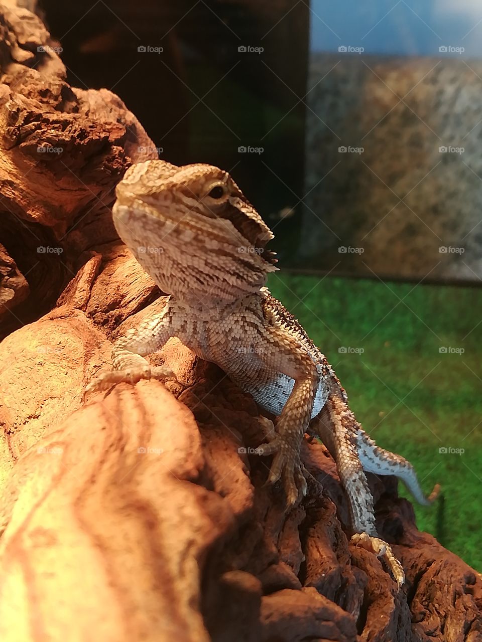 Bearded Dragon. 2 months old