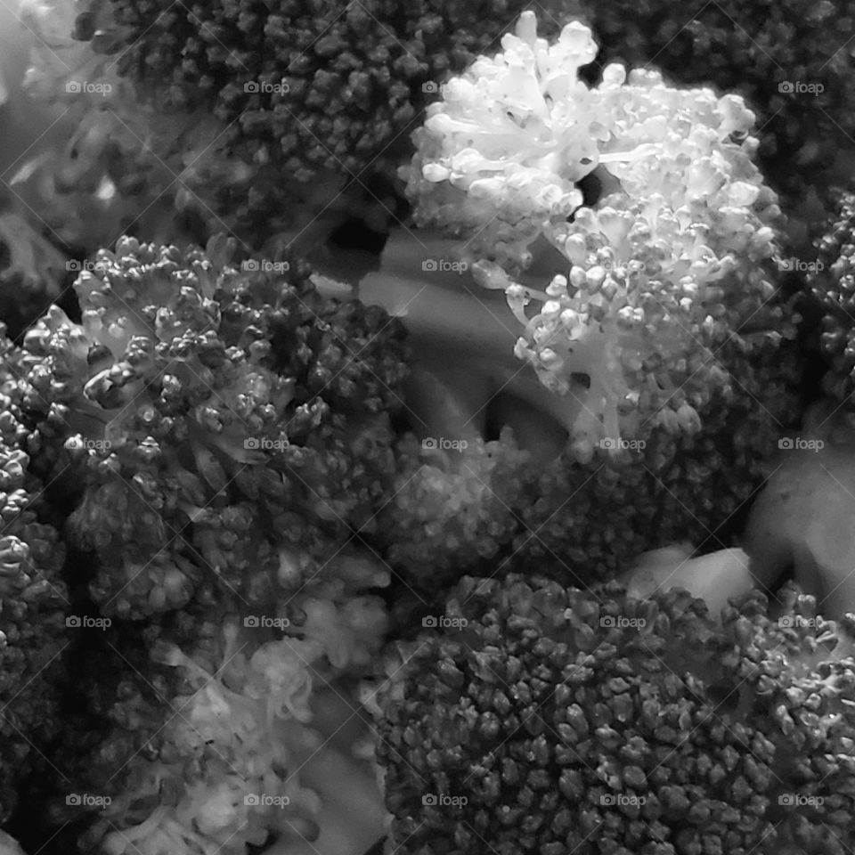 Close up image of detailed and textured broccoli in black & white.