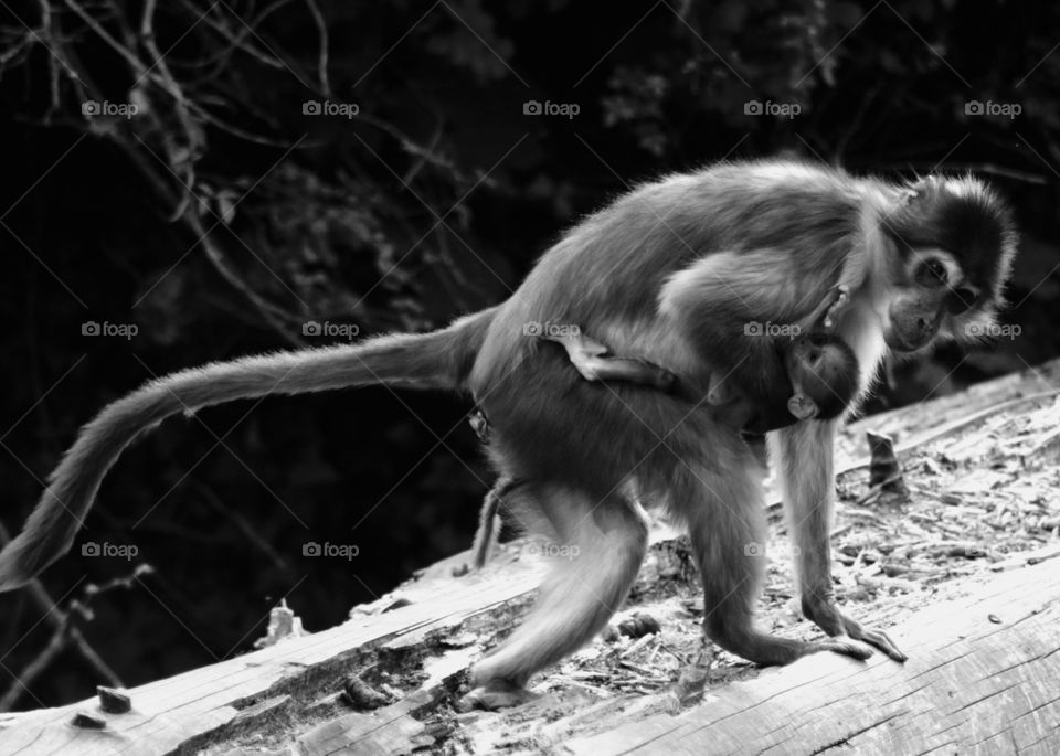 Animals, monkey, parenthood, baby, mother and baby