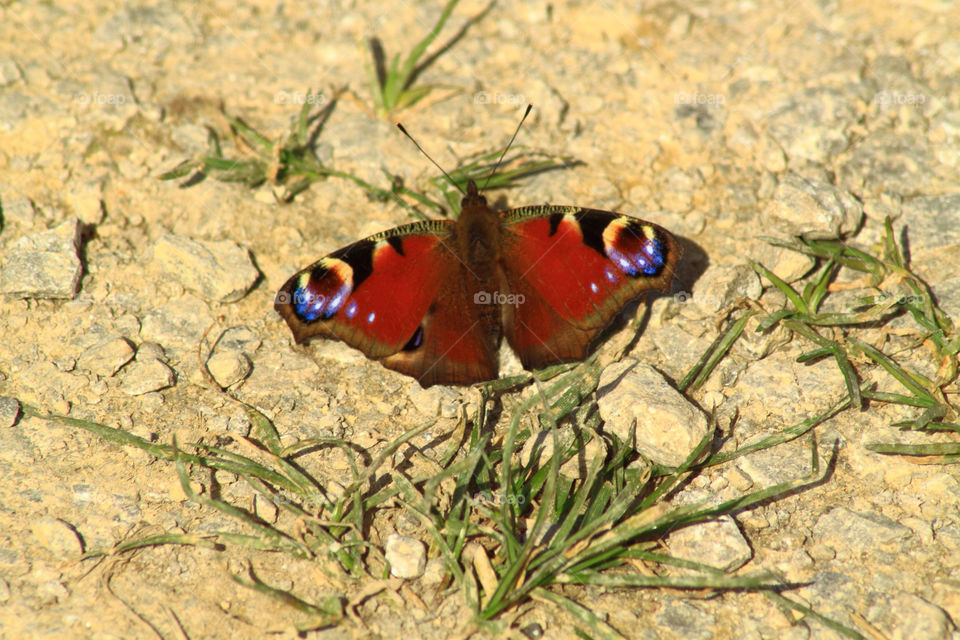 Peacock butterfly resting