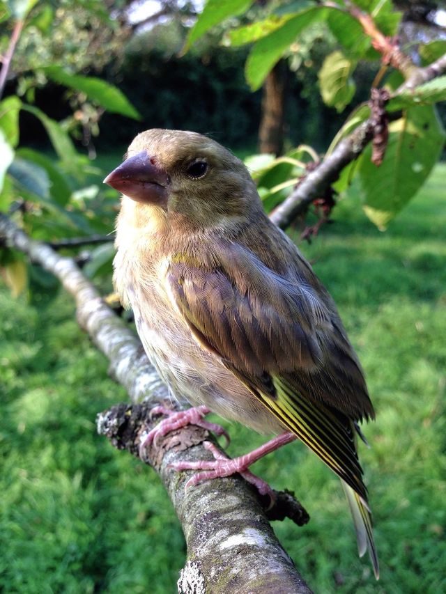 Greenfinch