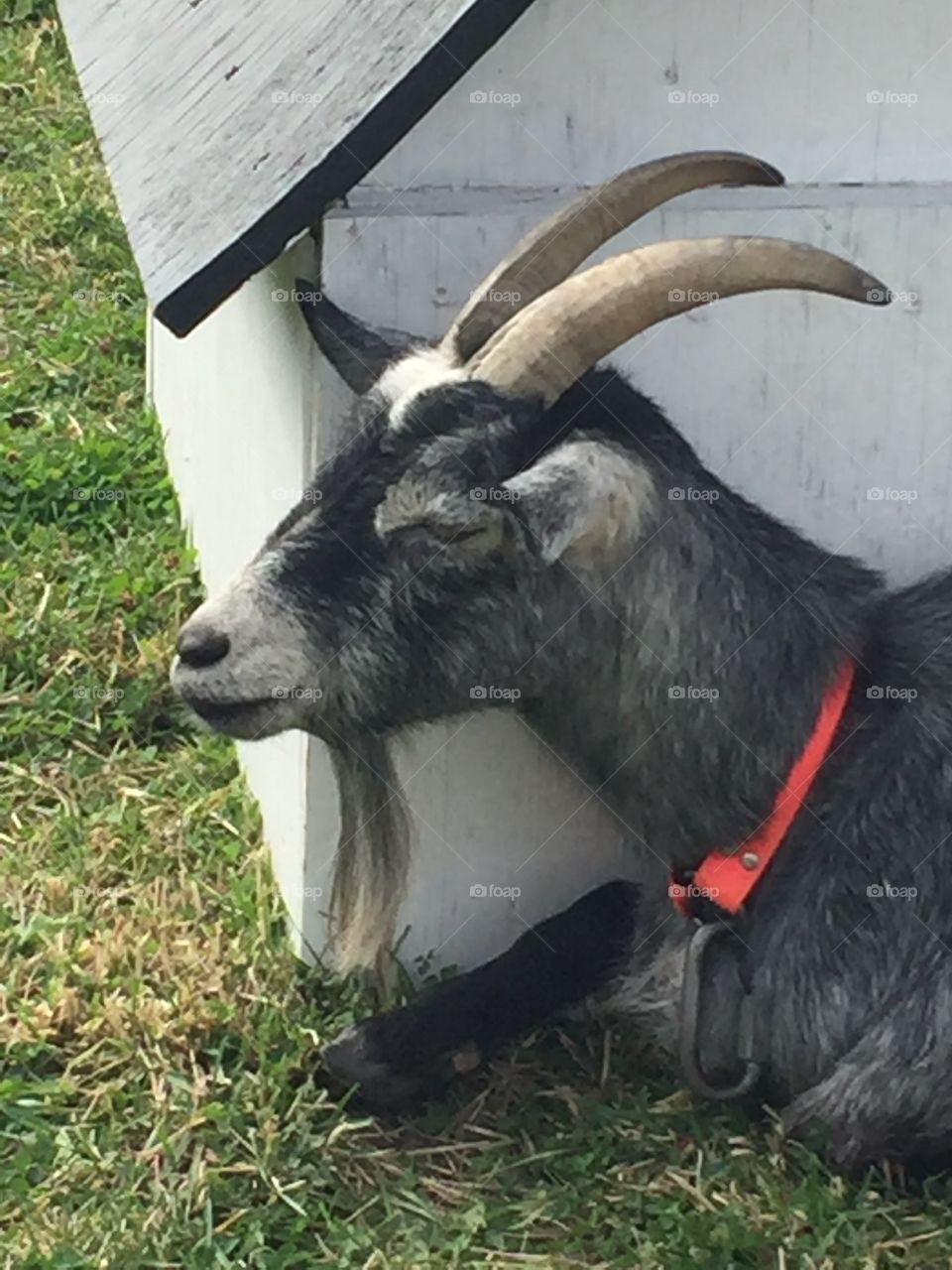 This is the happiest goat I've seen