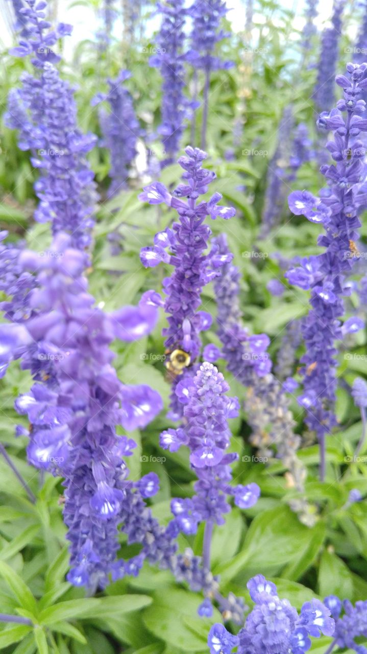 Purple Sage