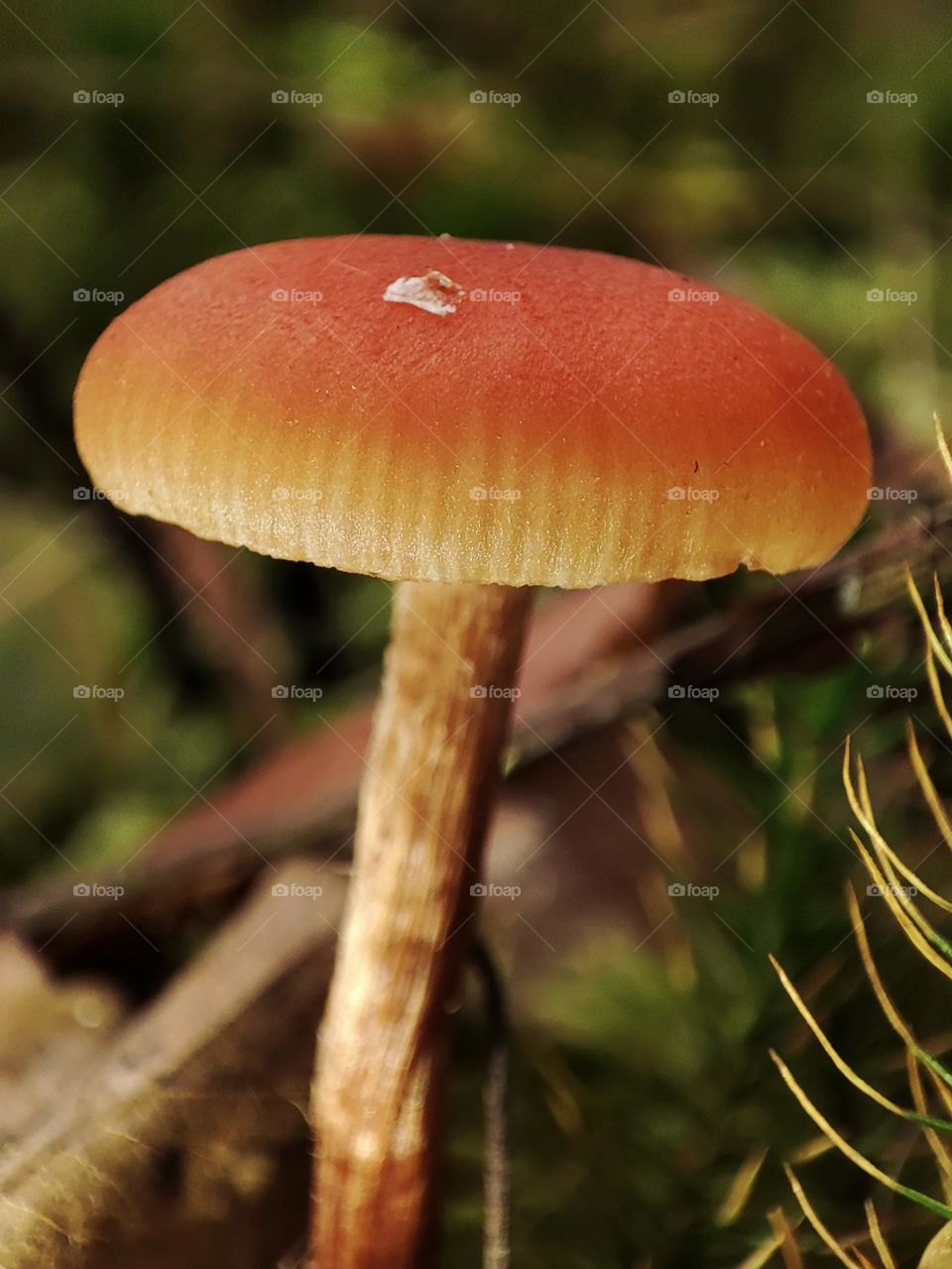 Macro photo of a mushroom growing in the forest