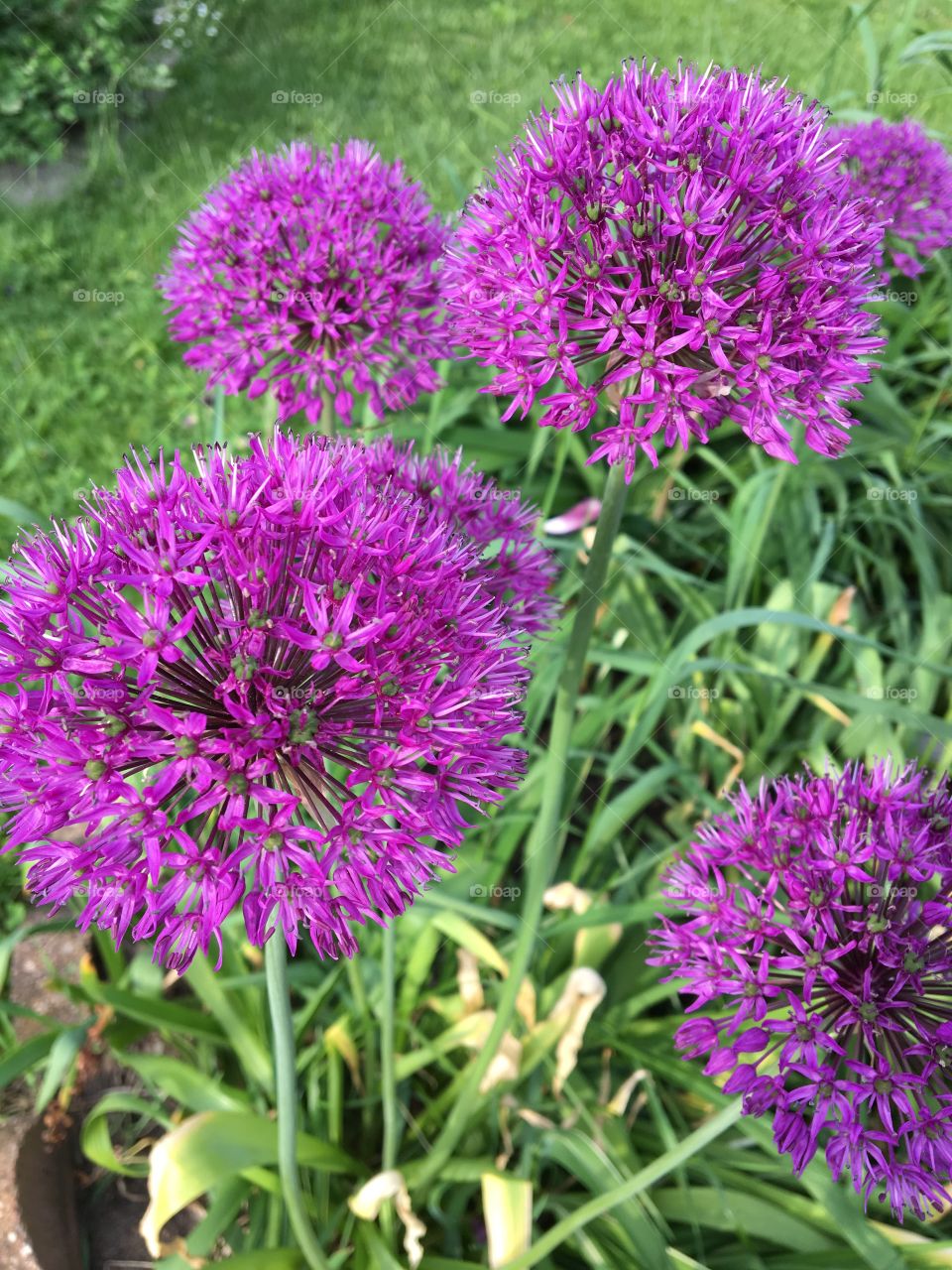 Purple globe flowers 