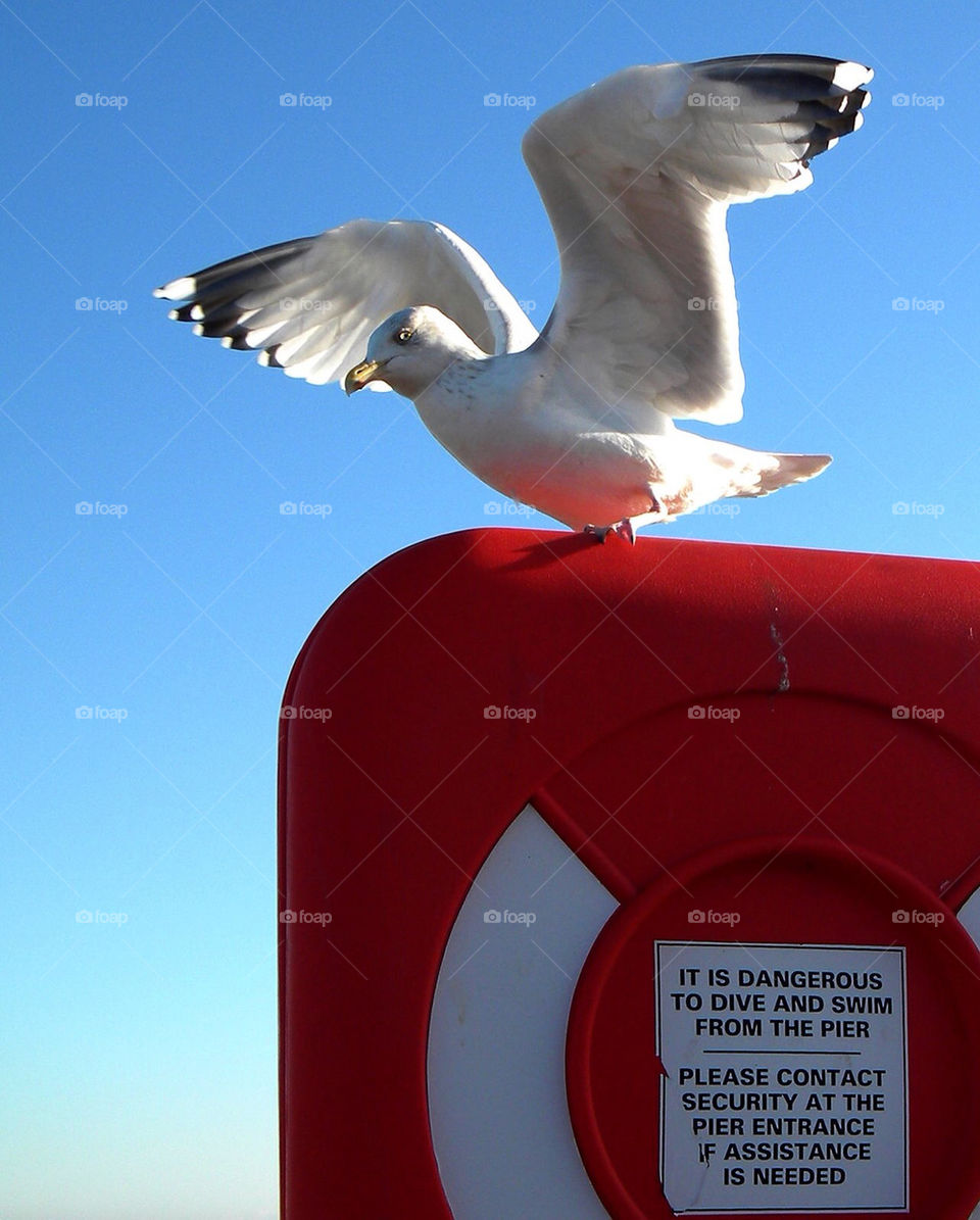 sign bird fly wings by shelibeli