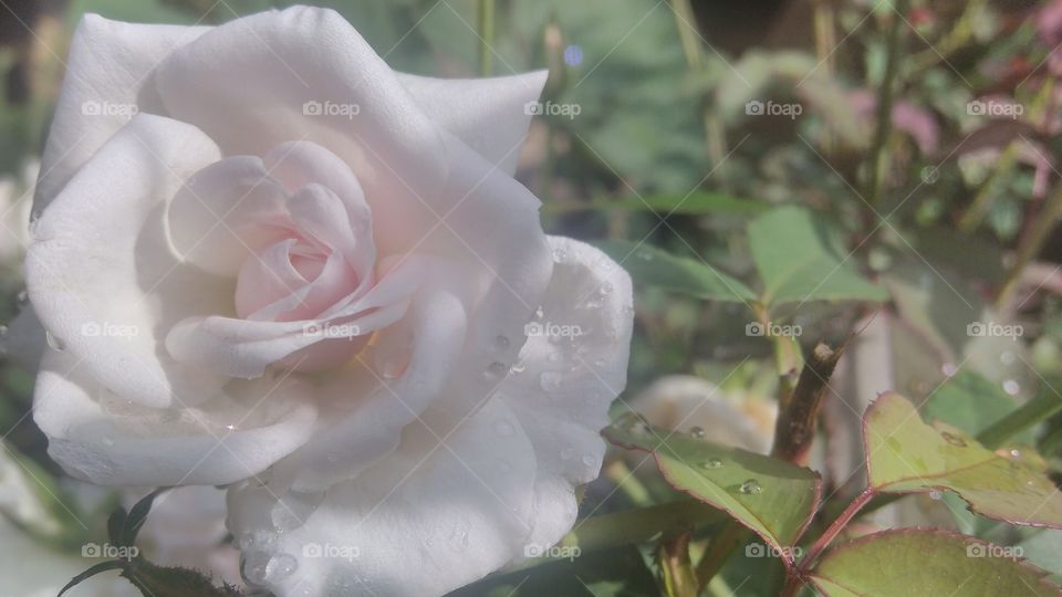 White rose.
Blossoming white beautiful flower looking like very attractive. White is symbol of peace. The flowers of the rose grow in many different colors, from the well-known red rose or yellow roses and sometimes white or purple roses. Roses belong to the family of plants called Rosaceae.