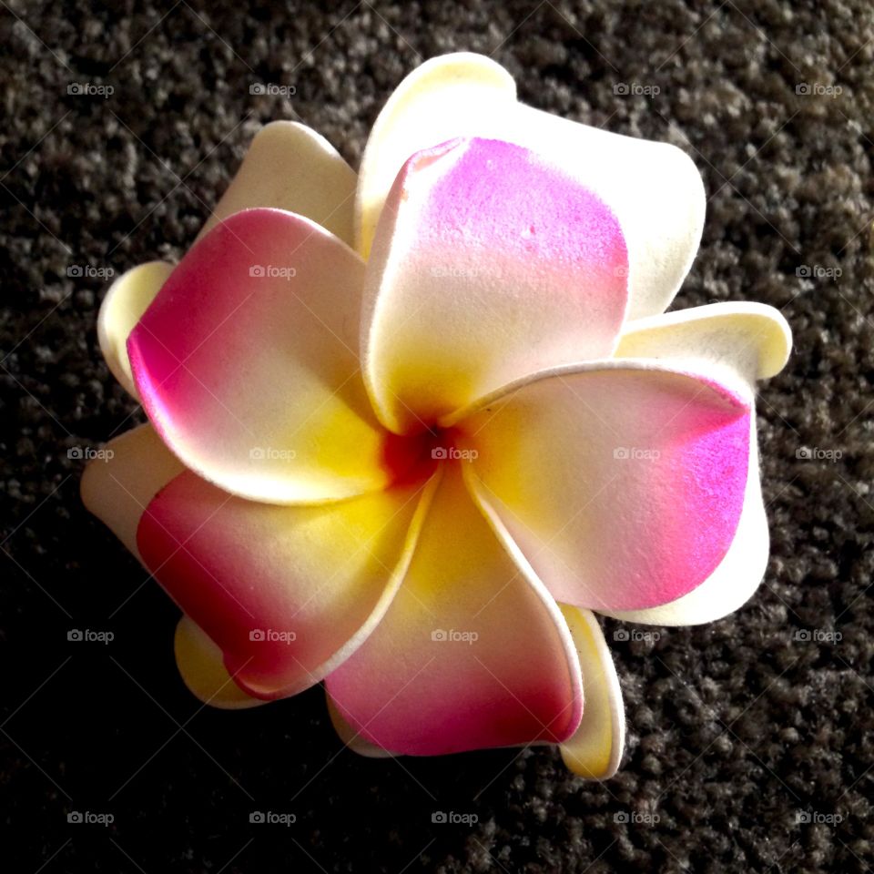 Pink Color Pink

Published by:
HappyBrownMonkey 