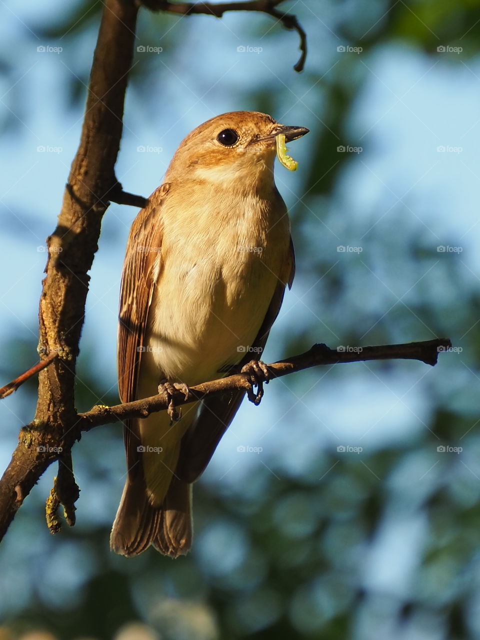Flycatcher