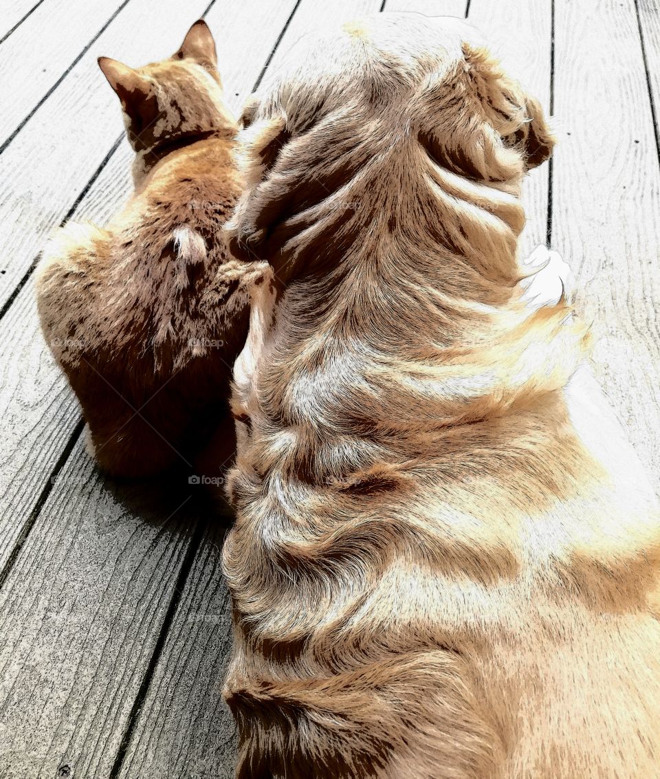 who says dogs and cats can't be friends?