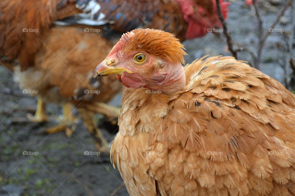 chickens in the village in autumn