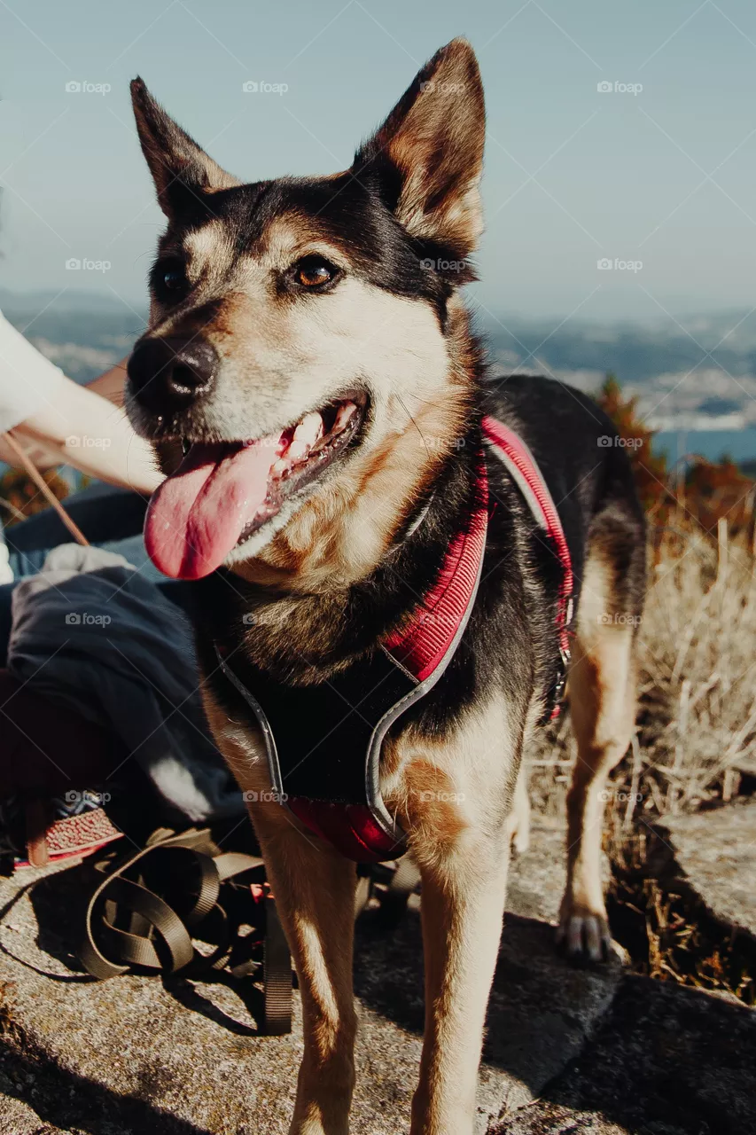 Dog(Morning Walk)
