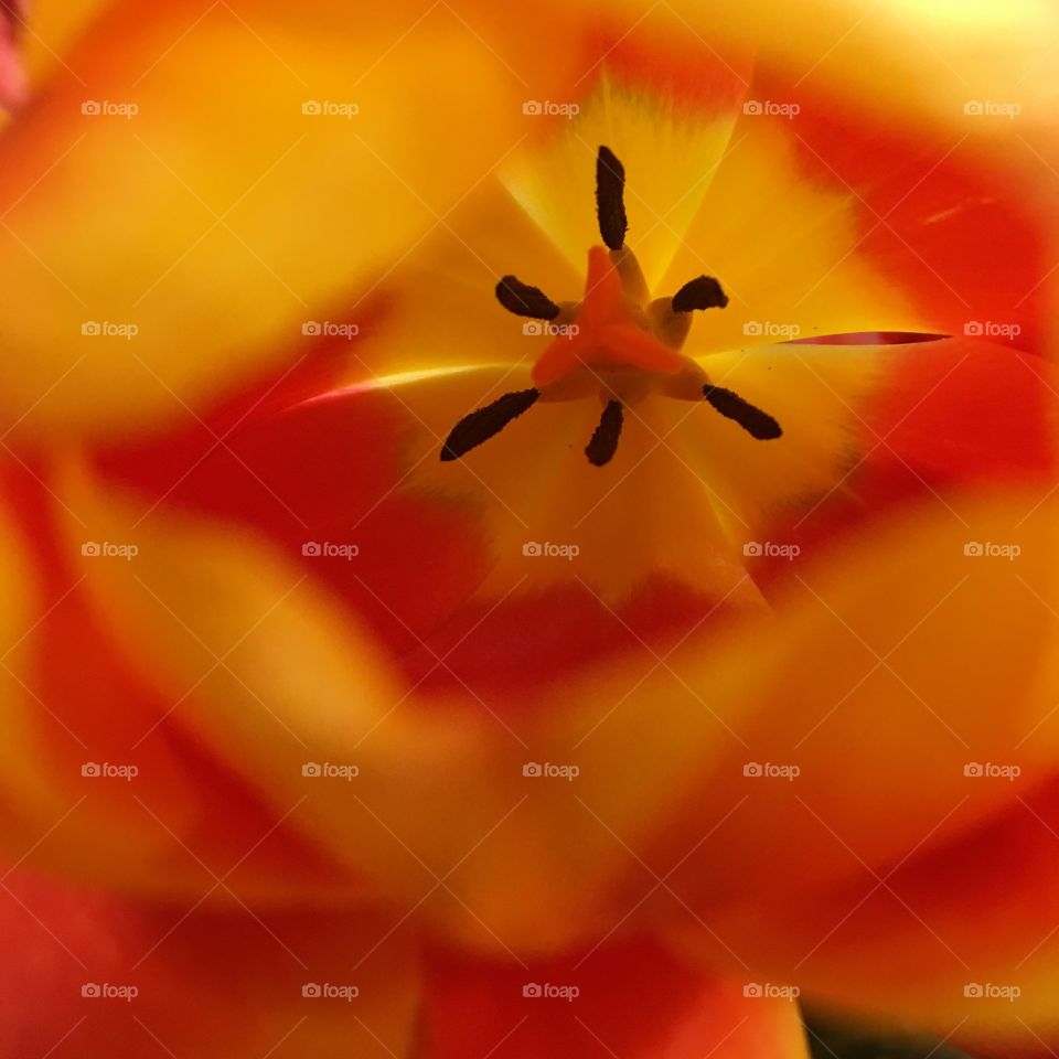 Orange flower 