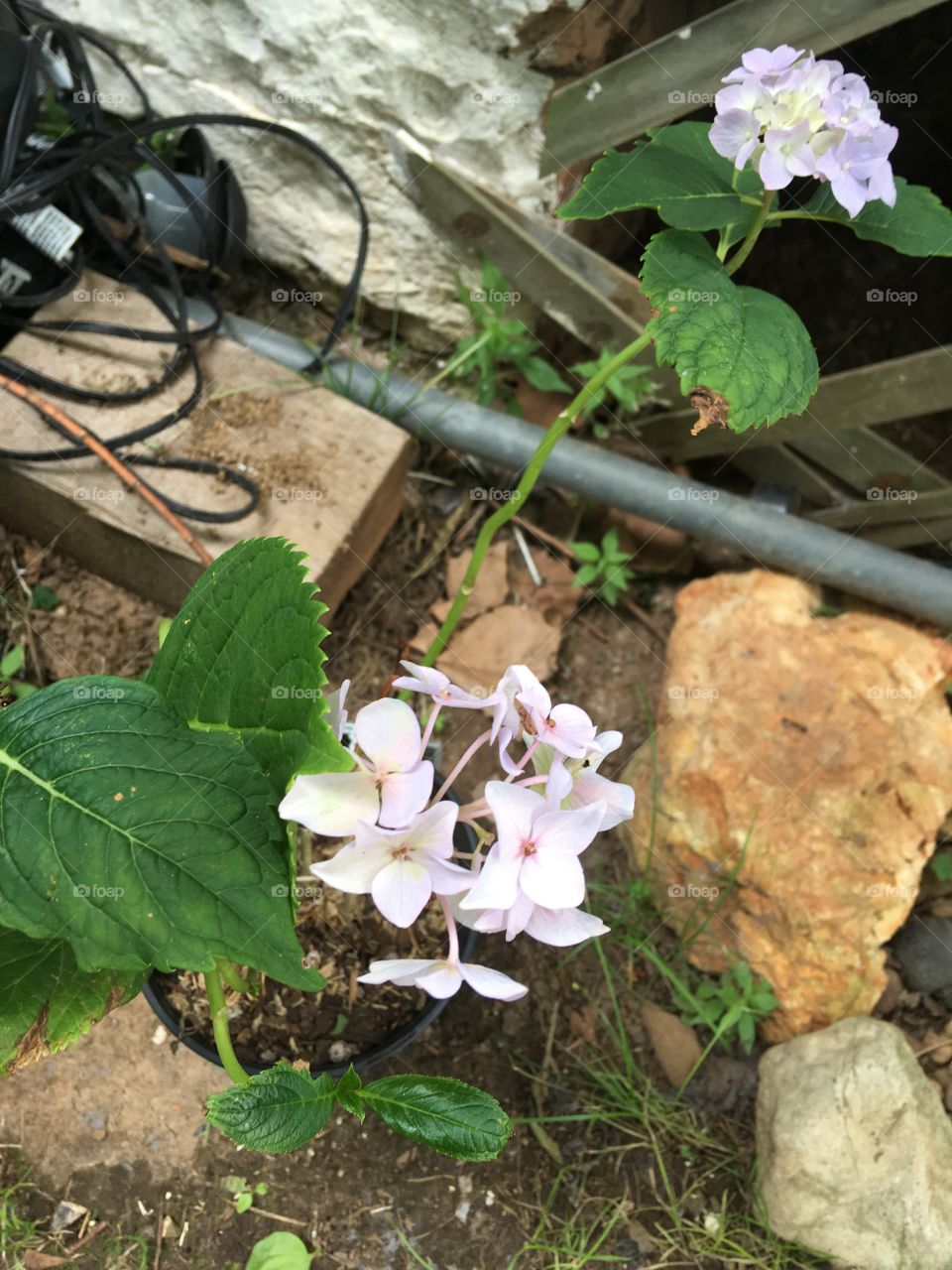 Bought this hydrangeas last week now I just need plant them in the ground somewhere.