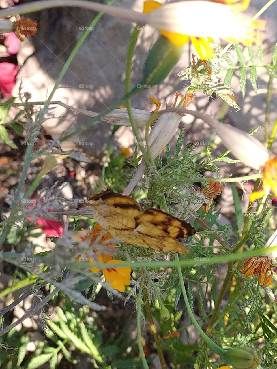 Thanks to this beautiful butterfly for letting me shoot it generously after a long and patient attempt