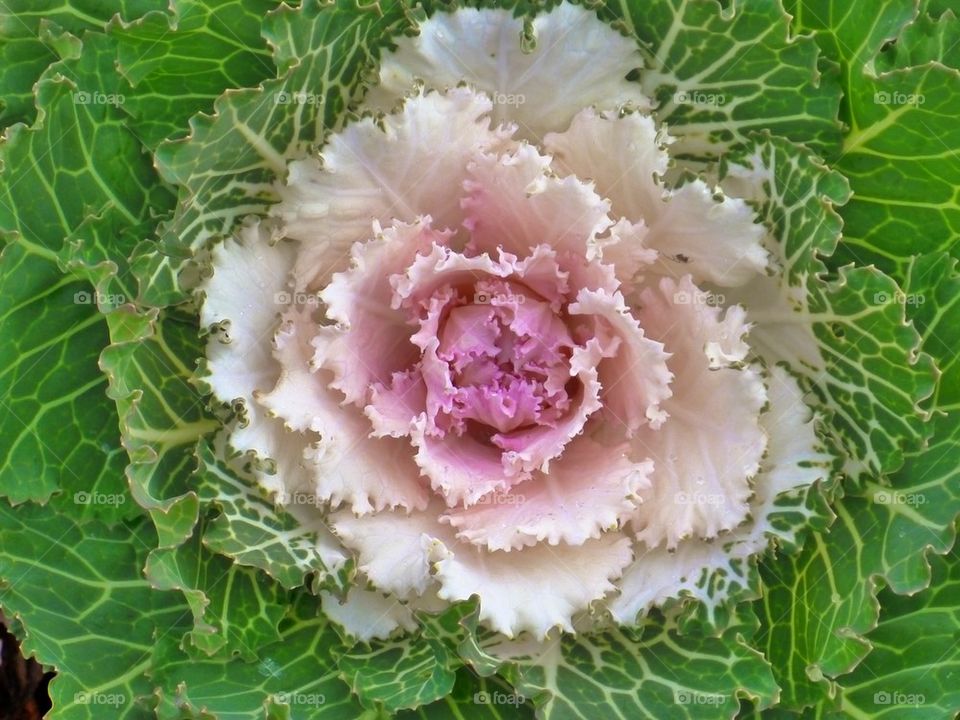 Winter cabbage
