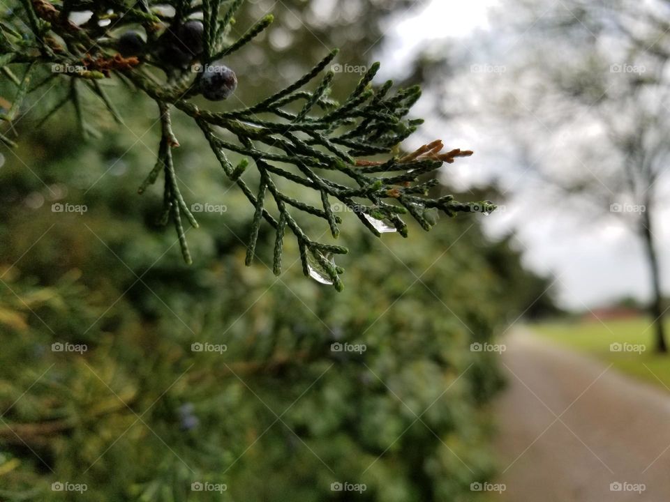 Raindrops on a Cedar Tree