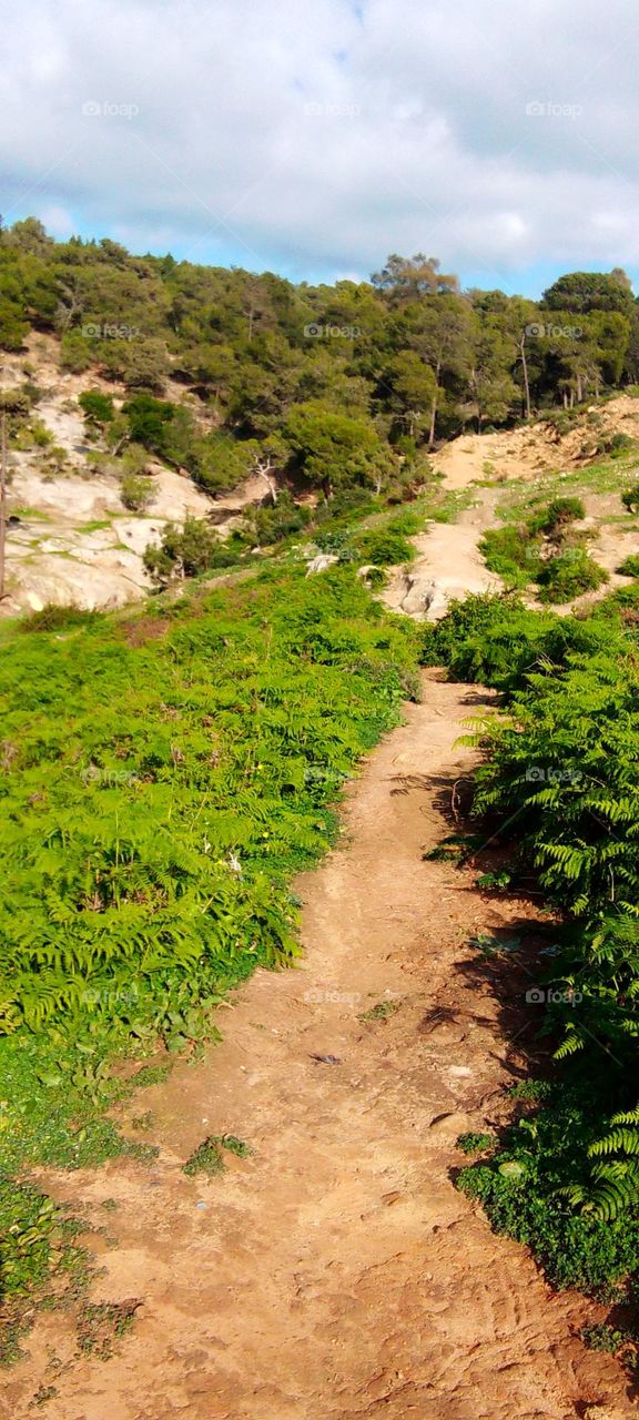 Green forest trees, branches, grasses