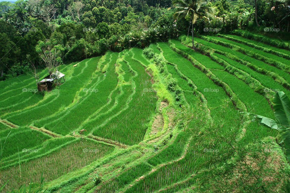 ricefield landscape. natural landscape