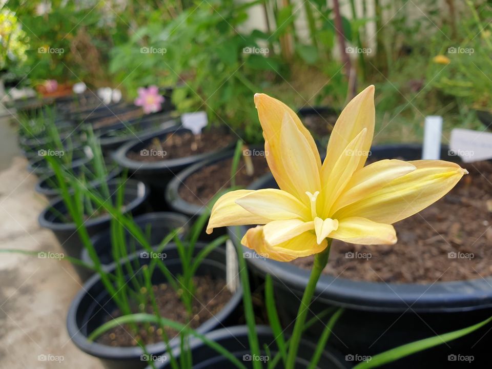 beautiful rain lilly